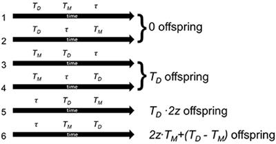 Waiting for love but not forever: Modeling the evolution of waiting time to selfing in hermaphrodites